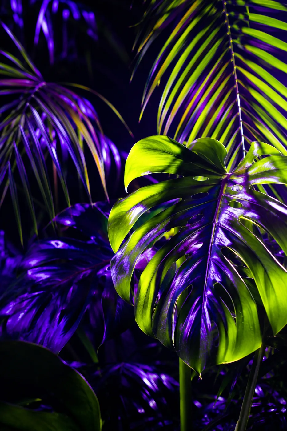 Tropical neon